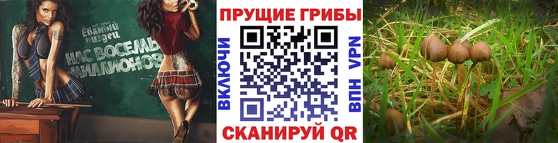 hydra tor  Козьмодемьянск  Псилоцибиновые грибы MAGIC MUSHROOMS 